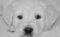 dog, puppy, photo black white-3818234.jpg